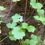 Cymbalaria muralisBloem