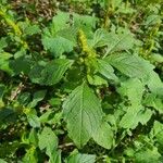 Amaranthus retroflexusFlower