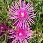 Delosperma cooperi Fiore