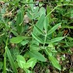 Anthyllis vulneraria Blatt