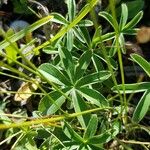 Alchemilla alpina Blatt