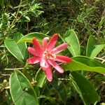 Passiflora glandulosa Kvet