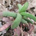 Gasteria rawlinsonii