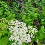 Spiraea betulifolia 花