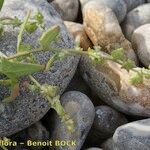 Atriplex glabriuscula Outro