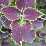 Plectranthus scutellarioides Ліст