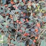 Cotoneaster franchetii অভ্যাস