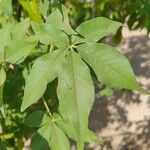 Vitex negundo Hoja