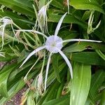 Hymenocallis littoralis Çiçek