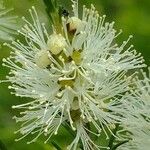 Melaleuca ericifolia Цвят