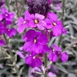 Erysimum linifolium പുഷ്പം