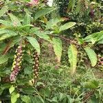 Phytolacca americana Fruit