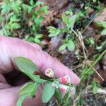 Vaccinium pallidum Květ