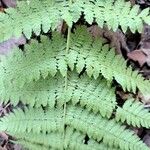 Dryopteris intermedia Fruto