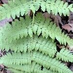 Dryopteris intermedia Fruit