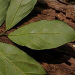 Cremaspora triflora Leaf