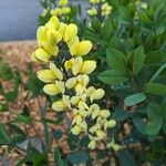 Baptisia sphaerocarpa Flower