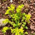 Sedum acreFlor