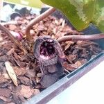 Asarum maximum Blomst