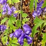 Aconitum variegatum Habit