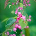 Antigonon leptopus Fiore