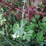 Silene latifolia Costuma