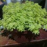 Sedum japonicum Lapas