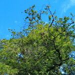 Dialium ovoideum Hoja