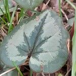 Cyclamen coum Leaf