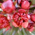 Xanthostemon longipes फूल