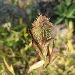 Trifolium squarrosum Flor