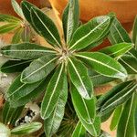 Pachypodium rosulatum Leaf