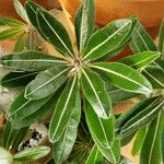 Pachypodium rosulatum Blatt