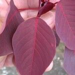 Euphorbia cotinifolia Leaf