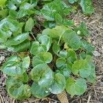 Asarum caudatum ᱥᱟᱠᱟᱢ