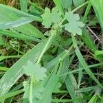 Bowlesia incana Habit