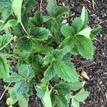 Potentilla thurberi ഇല