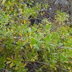 Rubia fruticosa Hábito