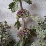 Marrubium alysson Hoja