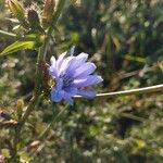 Cichorium intybusFlower