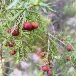 Juniperus oxycedrusКвітка