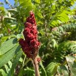 Rhus glabraফল