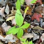 Galium circaezans Blad