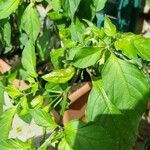 Capsicum frutescens 葉