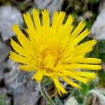 Hieracium villosum Flower