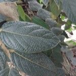 Ficus villosa Hostoa