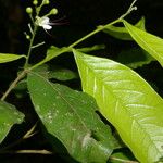 Hirtella tubiflora Leaf