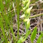 Spiranthes cernua Leaf