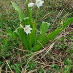 Chlorophytum tuberosum Blatt