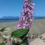 Buddleja japonica ᱵᱟᱦᱟ